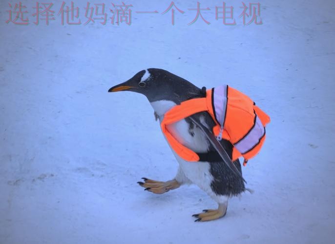 企鹅体育在哪里玩攻略